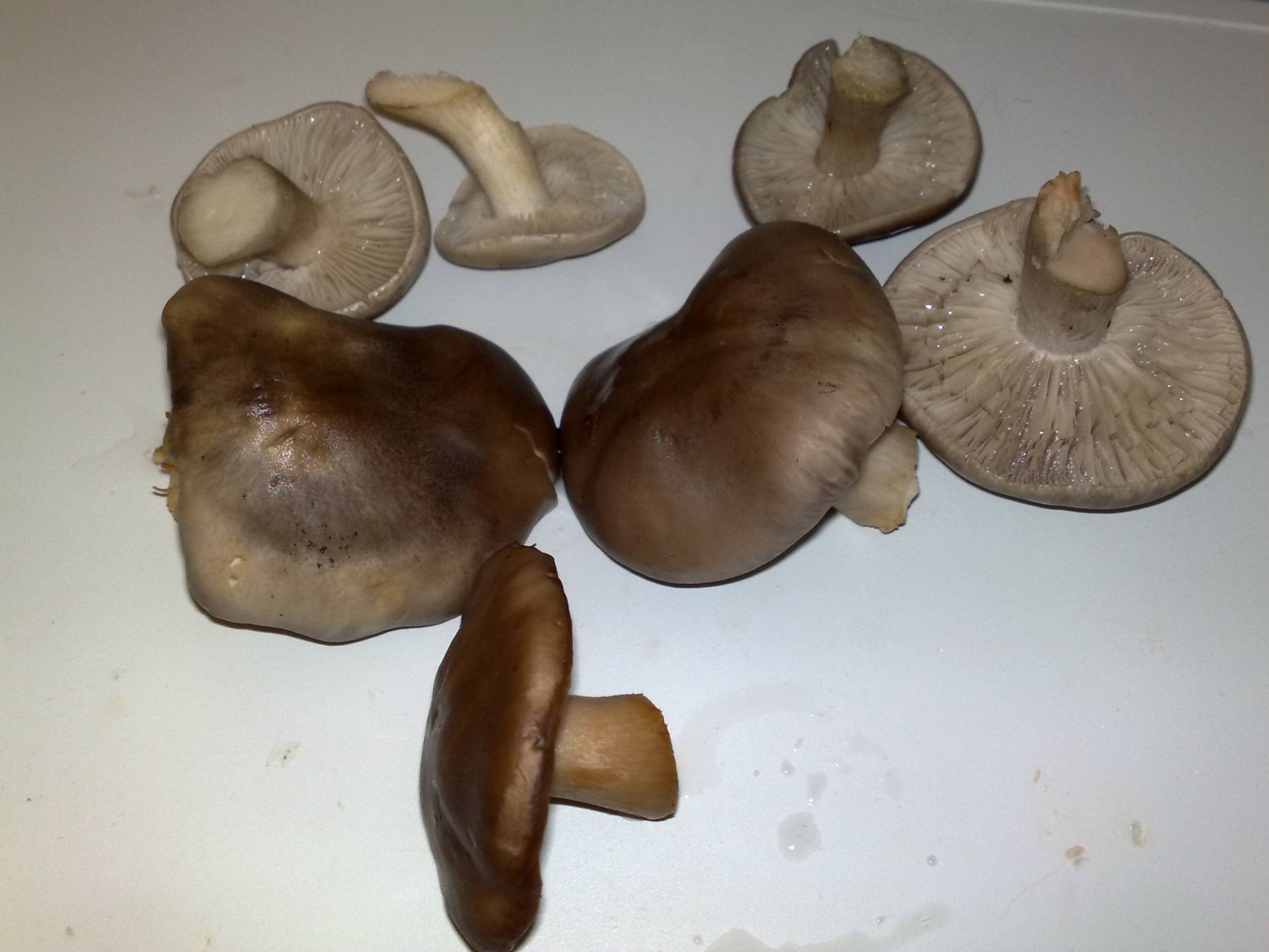 съедобные грибы воронежской области осенью фото названия
