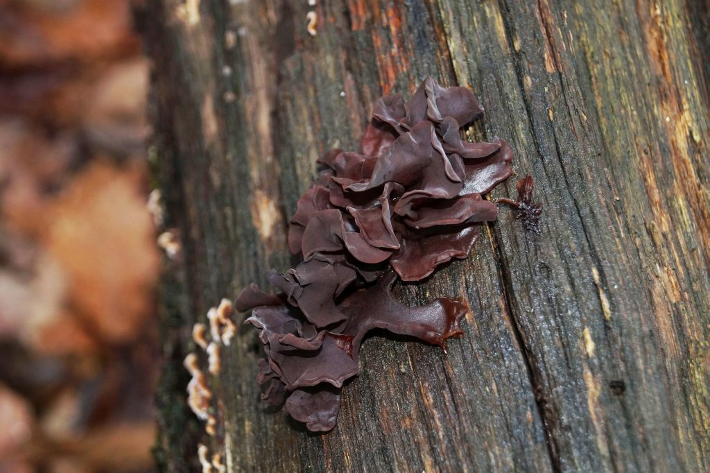 Дрожалка листовая (Tremella foliacea). Автор фото:Форум сайта ГСП