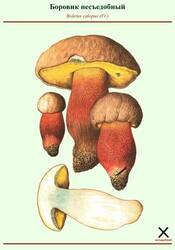 mushrooms_63.jpg