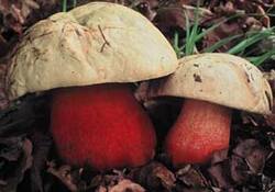 boletus-satanas2.jpg