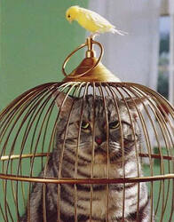 stupid-cat.jpg