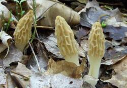 normal_TulipMorel1.jpg