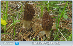 ckbms2ua.png