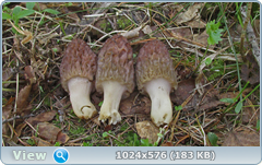 w5gk575u.png