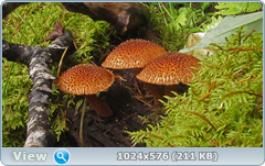 7qv95kt7.png
