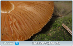 7g6hrpcn.png
