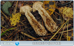 oeofdhey.png