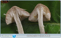 djawh983.png