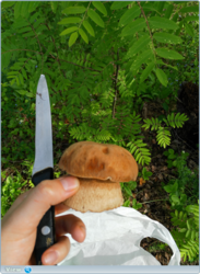 2iybqwwd.png