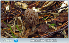nzrip7a9.png