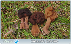 6p997mul.png