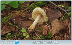 vdugazwe.png