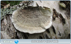 o49672ha.png