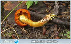 xes5pipf.png