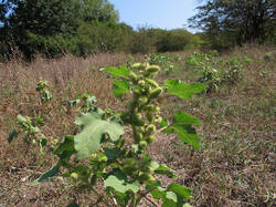 Xanthium_sp_UIA.jpg