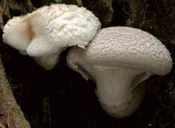 Pleurotus-dryinus-1.jpg