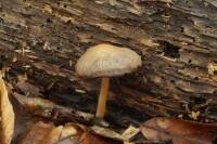 tl9oza9953dtook7x3p5_tn.jpg