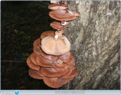 aaf6a7f5c68c359a6f55c58b2986c6cb.png