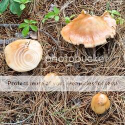 IMG_2581.jpg