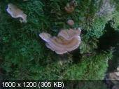ae539cc96ef5149384830cd1c756fca0.jpeg