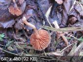 1527b353e2749ac5eb17b874972afa60.jpeg