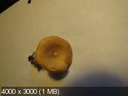 edeb04d26c12052075ce324375300b9b.jpeg