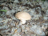 17455043_s.jpg