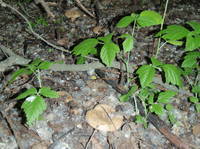 17455165_s.jpg