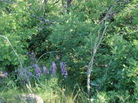 17455333_s.jpg