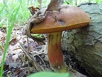 22041742_s.jpg