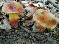22042244_s.jpg