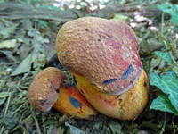 22421389_s.jpg