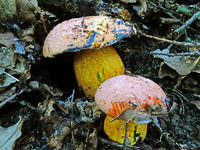 22742695_s.jpg