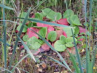 22802609_s.jpg