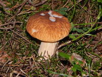 22867025_s.jpg