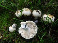 23171121_s.jpg