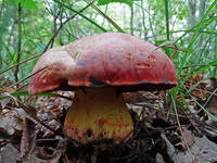 23590468_s.jpg