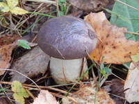 23721513_s.jpg