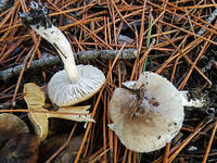 24959010_s.jpg