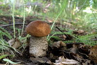 26975110_s.jpg