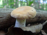 27165583_s.jpg