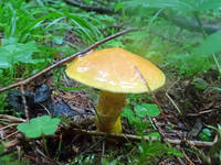 27325680_s.jpg