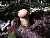 27594021_m.jpg
