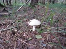 27594165_m.jpg