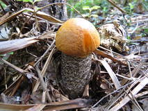 27602254_m.jpg