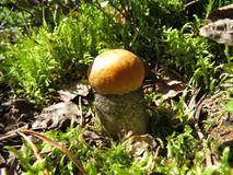 27602255_m.jpg