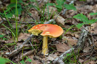 30892735_s.jpg