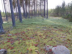 31798714_m.jpg