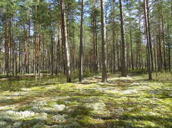 35986586_m.jpg