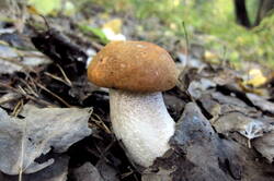 36011787_m.jpg